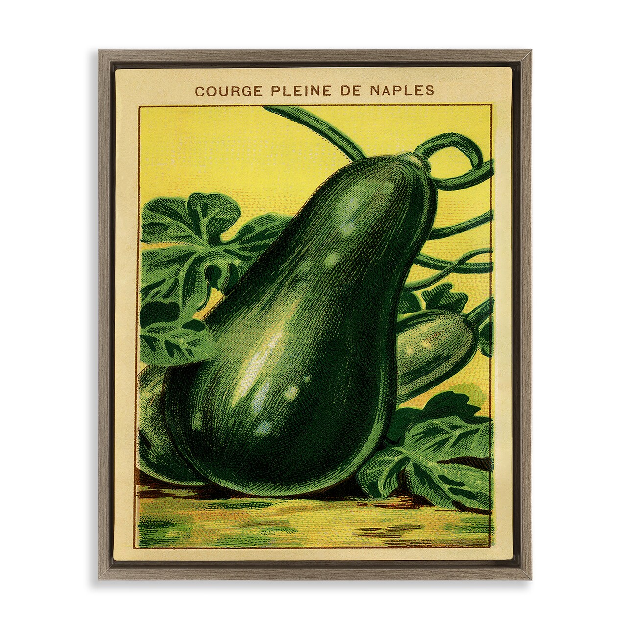 Stupell Industries Country Vintage Squash Floating Frame Design by Lil' Rue